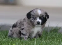 Laney BMF 2, a female Miniature Australian Shepherd for sale in Delta, CO – 4 of 4