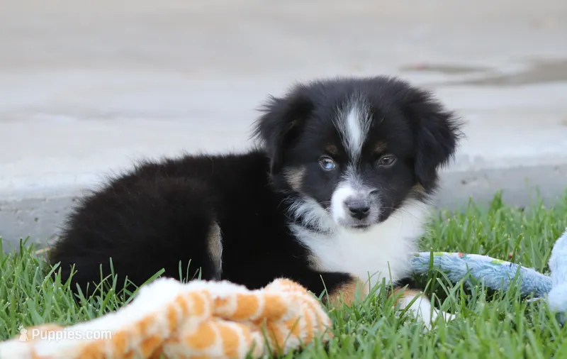 Laney BTM1 – Toy Australian Shepherd puppy for sale in Delta, CO