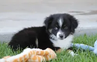 Laney BTM1, a male Toy Australian Shepherd for sale in Delta, CO – 1 of 3