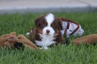 Lynx, a male Toy Australian Shepherd for sale in Delta, CO – 1 of 3