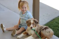 Molly RMM, a male Miniature Australian Shepherd for sale in Delta, CO – 2 of 6