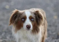 Fonze, a male Toy Australian Shepherd for sale in Delta, CO – Photo 2 of 4