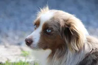 Fonze, a male Toy Australian Shepherd for sale in Delta, CO – Photo 4 of 4