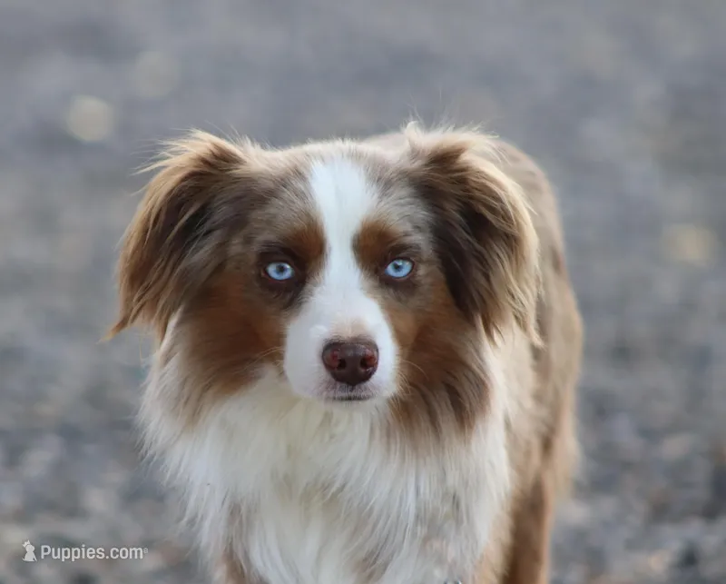 Fonze – Toy Australian Shepherd puppy for sale in Delta, CO
