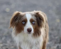 Fonze, a male Toy Australian Shepherd for sale in Delta, CO – Photo 1 of 4
