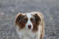 Fonze, a male Toy Australian Shepherd for sale in Delta, CO – Photo 3 of 4