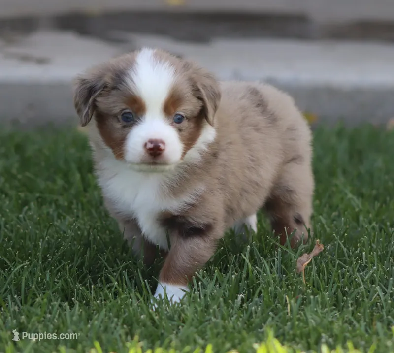 Molly RMM – Miniature Australian Shepherd puppy for sale in Delta, CO