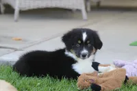 Laney BTM2, a male Miniature Australian Shepherd for sale in Delta, CO – 6 of 6