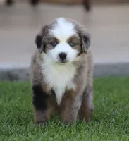 Destin BMM, a male Toy Australian Shepherd for sale in Delta, CO – 2 of 4