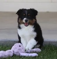 Boots BTF, a female Toy Australian Shepherd for sale in Delta, CO – 4 of 4
