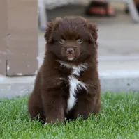 Destin RBF, a female Toy Australian Shepherd for sale in Delta, CO – 2 of 4