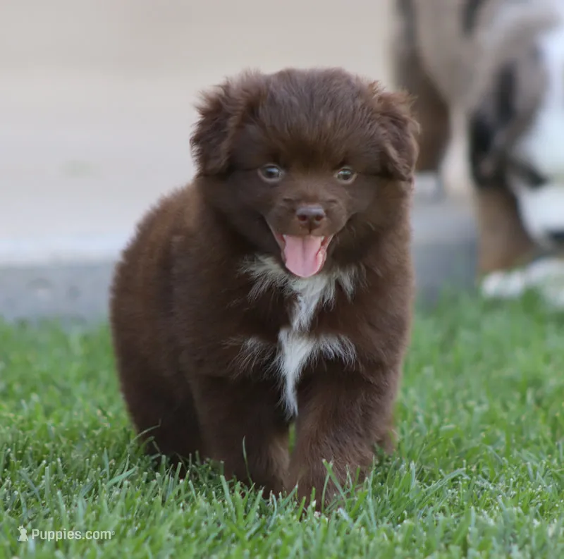 Destin RBF – Toy Australian Shepherd puppy for sale in Delta, CO