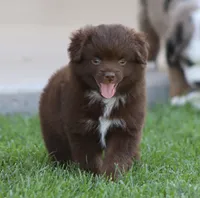 Destin RBF, a female Toy Australian Shepherd for sale in Delta, CO – 1 of 4