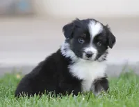 Laney BTM1, a male Miniature Australian Shepherd for sale in Delta, CO – 3 of 3