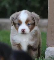 Molly RMF, a female Miniature Australian Shepherd for sale in Delta, CO – 1 of 5