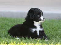 Destin BBF, a female Toy Australian Shepherd for sale in Delta, CO – 3 of 4