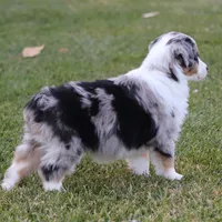 Lola BMM, a male Miniature Australian Shepherd for sale in Delta, CO – Photo 6 of 7
