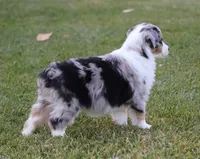 Lola BMM, a male Miniature Australian Shepherd for sale in Delta, CO – Photo 6 of 7