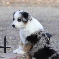 Lola BMM, a male Miniature Australian Shepherd for sale in Delta, CO – Photo 1 of 7