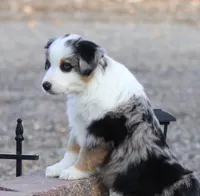 Lola BMM, a male Miniature Australian Shepherd for sale in Delta, CO – Photo 1 of 7