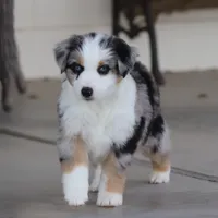 Lola BMM, a male Miniature Australian Shepherd for sale in Delta, CO – Photo 4 of 7