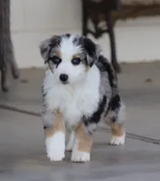 Lola BMM, a male Miniature Australian Shepherd for sale in Delta, CO – Photo 4 of 7