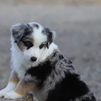 Lola BMM, a male Miniature Australian Shepherd for sale in Delta, CO – Photo 3 of 7
