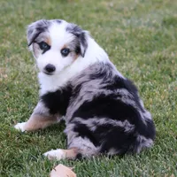 Lola BMM, a male Miniature Australian Shepherd for sale in Delta, CO – Photo 7 of 7