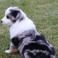 Lola BMM, a male Miniature Australian Shepherd for sale in Delta, CO – Photo 5 of 7