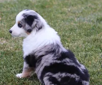 Lola BMM, a male Miniature Australian Shepherd for sale in Delta, CO – Photo 5 of 7