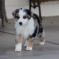 Lola BMM, a male Miniature Australian Shepherd for sale in Delta, CO – Photo 2 of 7