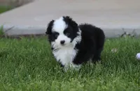 Grizzly, a male Toy Australian Shepherd for sale in Delta, CO – 2 of 3