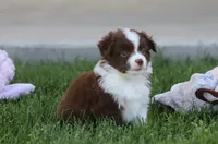Fox, a female Toy Australian Shepherd for sale in Delta, CO – 3 of 3
