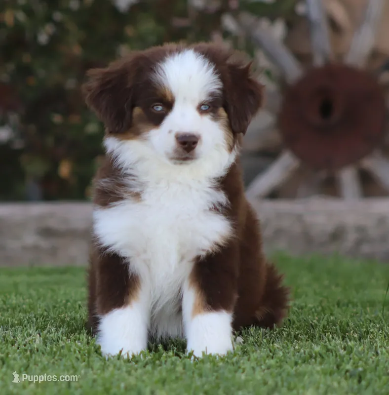 Joy RTM – Toy Australian Shepherd puppy for sale in Delta, CO