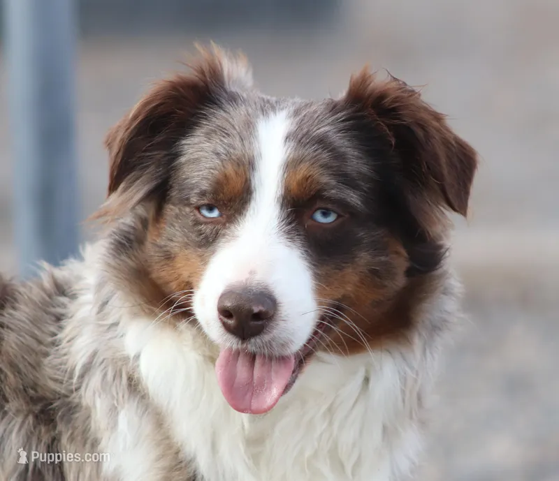 Cambria – Miniature Australian Shepherd puppy for sale in Delta, CO