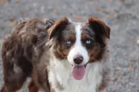 Cambria, a female Miniature Australian Shepherd for sale in Delta, CO – Photo 2 of 6