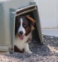 Cambria, a female Miniature Australian Shepherd for sale in Delta, CO – Photo 5 of 6