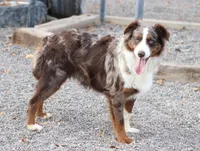 Cambria, a female Miniature Australian Shepherd for sale in Delta, CO – Photo 6 of 6