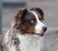 Cambria, a female Miniature Australian Shepherd for sale in Delta, CO – Photo 4 of 6