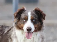 Cambria, a female Miniature Australian Shepherd for sale in Delta, CO – Photo 3 of 6