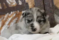 Blue BMM 2, a male Miniature Australian Shepherd for sale in Delta, CO – Photo 1 of 7