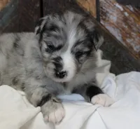 Blue BMM 2, a male Miniature Australian Shepherd for sale in Delta, CO – Photo 3 of 7
