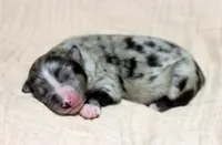 Blue BMM 2, a male Miniature Australian Shepherd for sale in Delta, CO – Photo 4 of 7