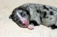 Blue BMM 2, a male Miniature Australian Shepherd for sale in Delta, CO – Photo 7 of 7