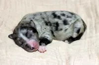 Blue BMM 2, a male Miniature Australian Shepherd for sale in Delta, CO – Photo 6 of 7