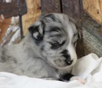 Blue BMM 2, a male Miniature Australian Shepherd for sale in Delta, CO – Photo 2 of 7