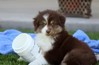 Poppy, a female Miniature Australian Shepherd for sale in Delta, CO – 4 of 4