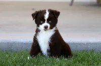 Buck, a male Toy Australian Shepherd for sale in Delta, CO – 4 of 4