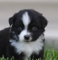 Laney BTM2, a male Miniature Australian Shepherd for sale in Delta, CO – 2 of 3