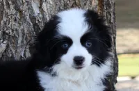 Grizzly, a male Toy Australian Shepherd for sale in Delta, CO – 2 of 4